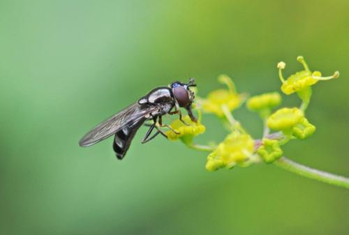 Réf. 239 979 : Platycheirus albimanus